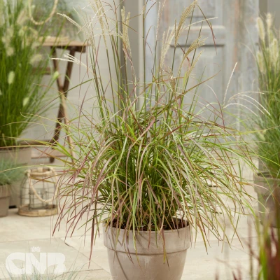 Ruby Cute (Rica 20 ®)