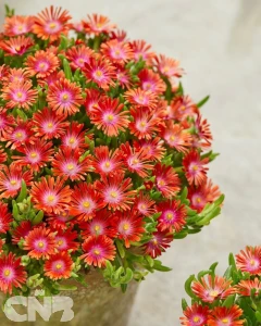 Delosperma IceCream™ Fire