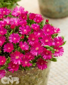 Delosperma IceCream™ Fuchsia