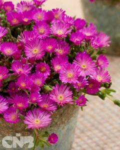 Delosperma IceCream™ Purple