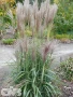 'Ards Angel'®