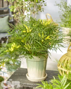 Little Soft Caress ®