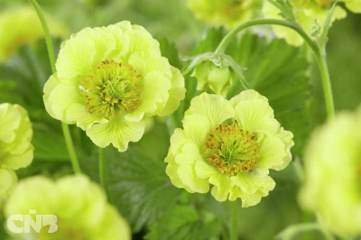 Geum Cocktail™ Tequila Sunrise