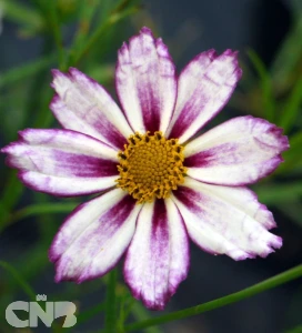 Cosmic Evolution (Big Bang™)