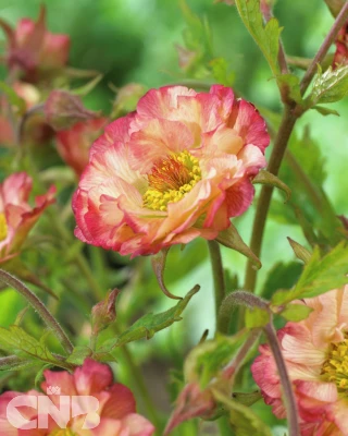 Geum Cocktail™ Tequila Sunrise