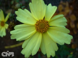 'Full Moon'® (Big Bang™)