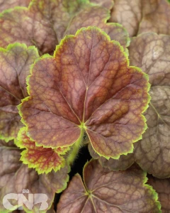 Master Painters Serie™ Gauguin