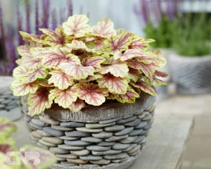 Master Painters Serie™ Picasso