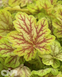 Master Painters Serie™ Renoir