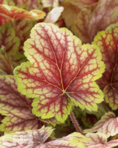 Master Painters Serie™ Van Gogh