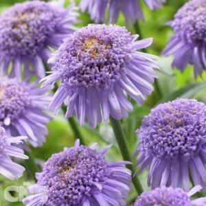 Blue Aster X ('AA 100101'®)