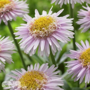 Pink Aster X ('AA 100103'®)