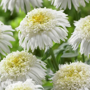 White Aster X ('AA 100103'®)
