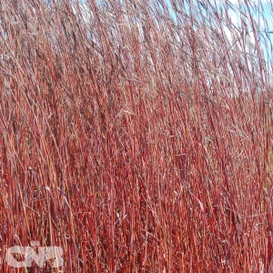 Red October ('IPG AGRO2'®)