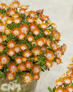 Delosperma Ice Cream™ Orange