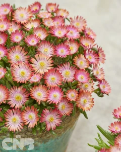 Delosperma Ice Cream™ Salmon