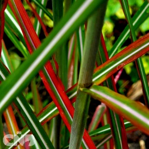 Neil Lucas ('Nica 20'®)