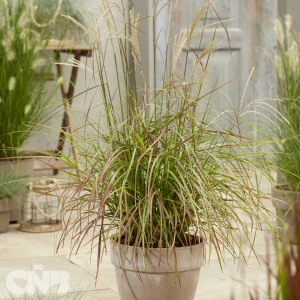 Ruby Cute ('Rica 20'®)