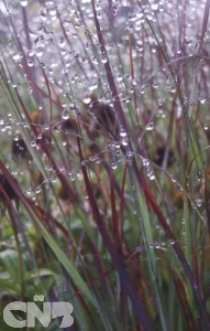 Censation™ Cardinal