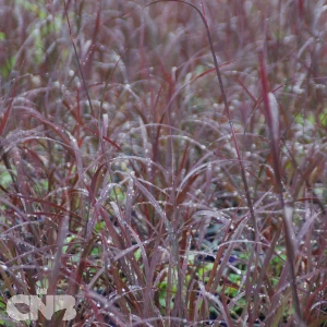 'Darkhawks'® (Blackhawks)